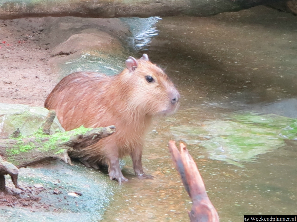 De capibara of waterzwijn leeft in Brazilië en Argentinië. 